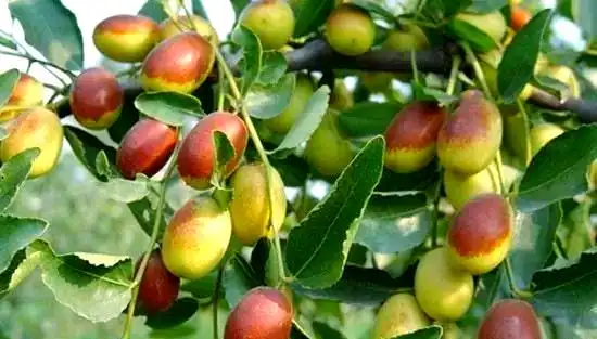 枣树行玉铃铛枣
