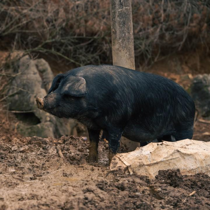 太和黑猪