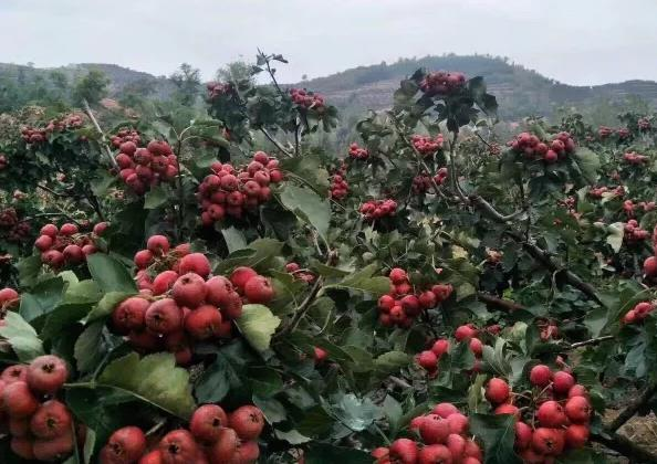 临朐三山峪大山楂