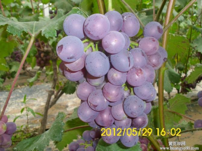 寒亭固堤葡萄