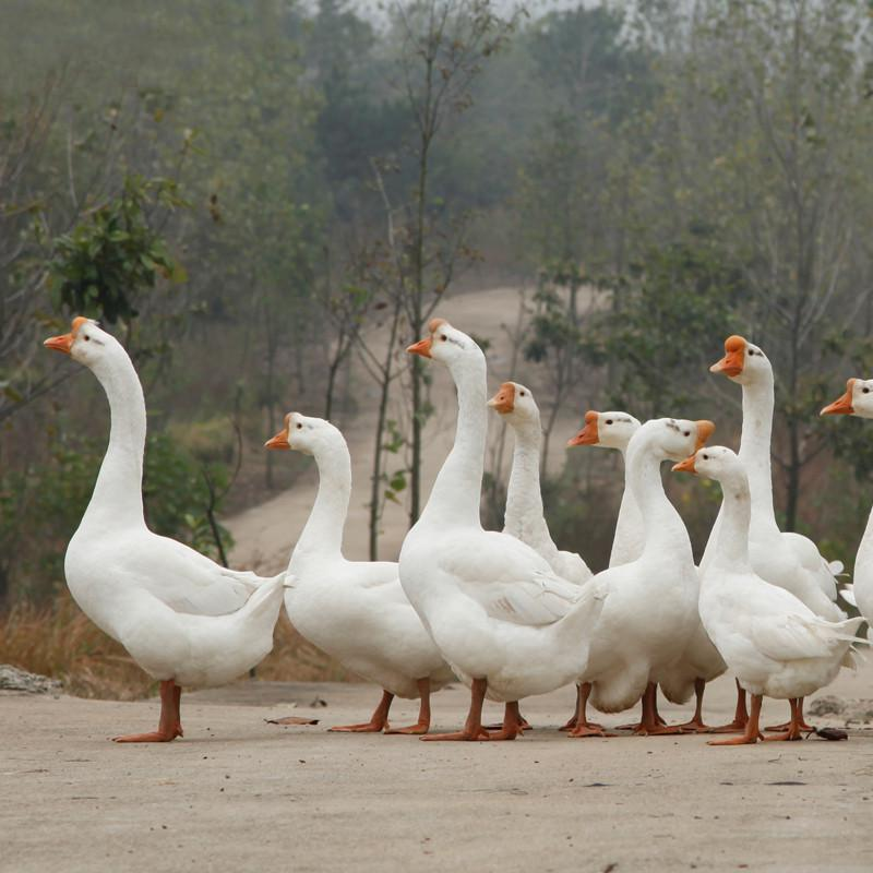 湖州太湖鹅