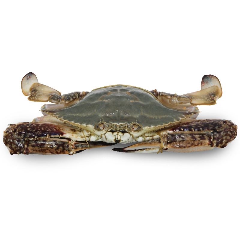 舟山三疣梭子蟹